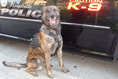 Montebello Police K 9 Dies
