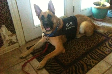 Pictures Of K9 Dogs   All Wallpapers New