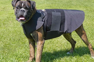 Police K9 Wallpapers Wallpapers Wallpapers Hd Backgrounds Desktop ...