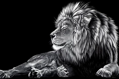 Lion Black And White Wallpapers Mobile