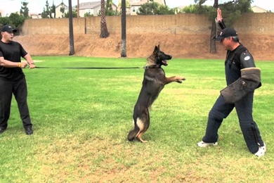 24 Hours At Falco K9 Academy YouTube