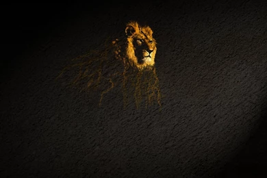 Pictures Of A Black Lion Wallpapers