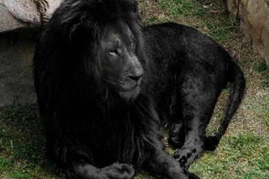 Black Lion Look Lying Cat Nature Relaxed Cats Full HD Animal ...