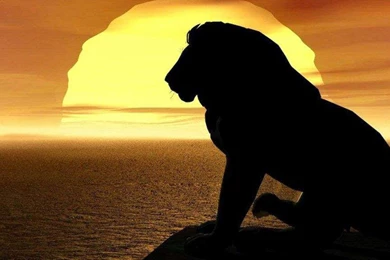 Black Lion Hd Wallpapers Download