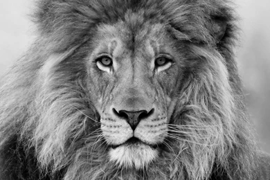 Images Of Black Lion