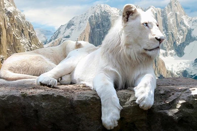 Desktop Black Lions Pictures Dowload 3d Hd Pictures.