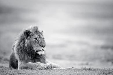 Lion Black And White Wallpapers HD Resolution
