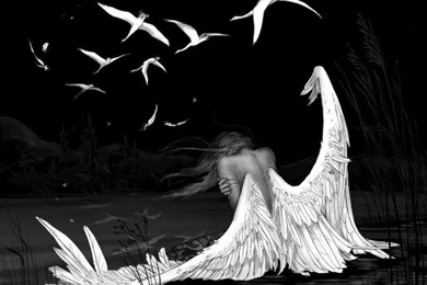 Fallen White Angel Backgrounds Wallpapers
