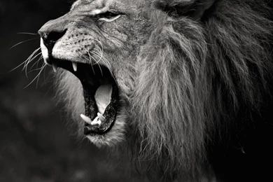 Free Lion Black And White Wallpapers Wide