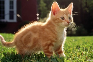 Free Animal Wallpaper MTyO 91085 Desktop Wallpapers