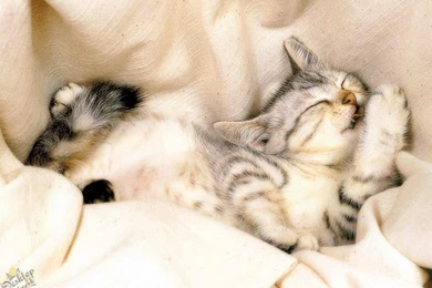 Free Desktop Wallpapers Animals   Wallpapers Cave