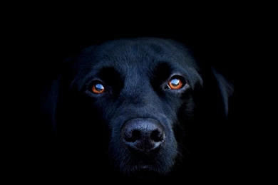 Black Dog Galaxy S6 Wallpapers