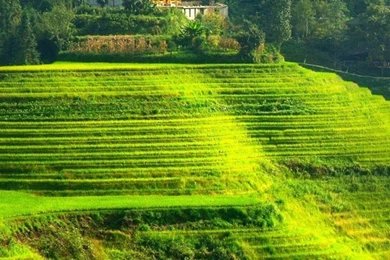 Green Terraced Landscape iPhone 6 Wallpapers