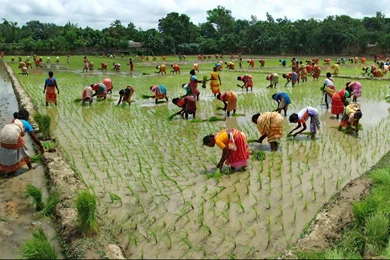 HD Women Working In Bangladesh Wallpapers   New Post Has Been ...