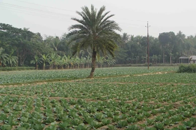 HD Bangladesh Field Wallpapers   New Post Has Been Published On ...