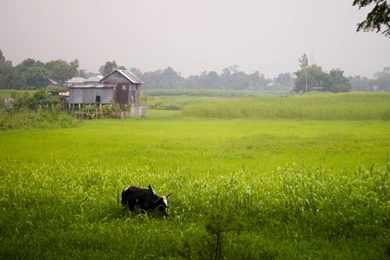 HD Bangladesh Green Countryside Wallpapers   New Post Has Been ...