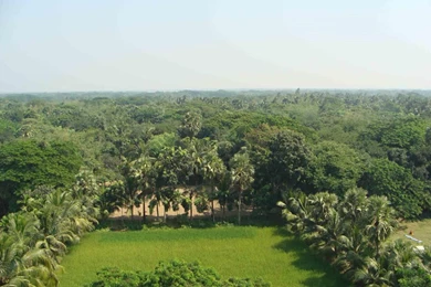 HD Bangladesh Trees Wallpapers   New Post Has Been Published On ...