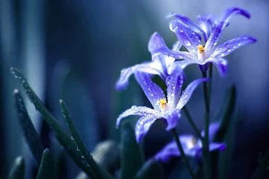 Blue Diamonds By BaxiaArt On DeviantArt