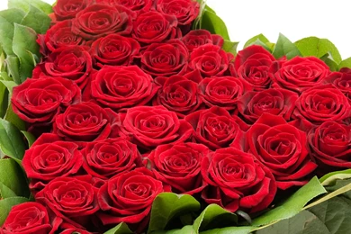 Red Rose Wallpapers Heart Designs Download