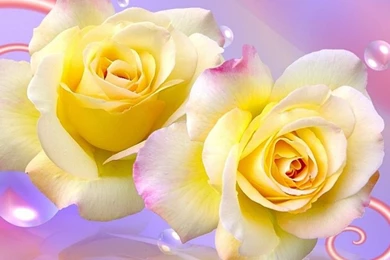 Free Yellow Rose Wallpapers   Wallpapers Cave