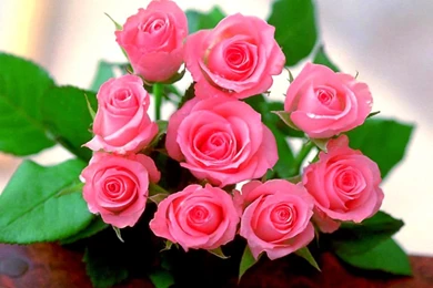 Pink Rose Flowers Wallpapers Free Download For Mobiles