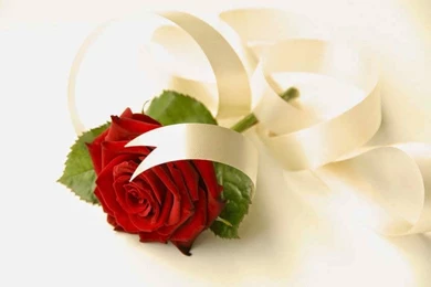 Lovely Rose Wallpapers