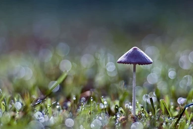 Wallpapers Rainfall Nature After Rain Hd Fullhdwpp Full 1920x1080 ...