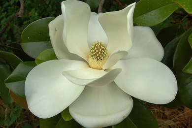 Magnolia Flower Wallpapers & Beautiful Magnolia Pictures