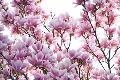 Magnolia Flower Wallpapers Best Collection Free Download