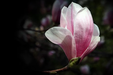 Magnolia Flower By Greg W.   Desktop Wallpapers