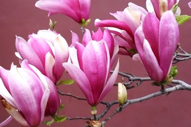 Magnolia Flower HD Wallpapers