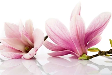 Magnolia Flower Facts