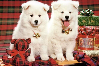 Christmas Dog Wallpapers   Crazy Frankenstein