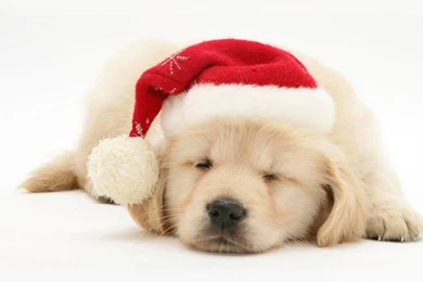 Dog Christmas – Sky HD Wallpapers