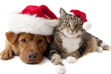 12 Days Of Christmas  Pet Gift Guide 2013   PetParent