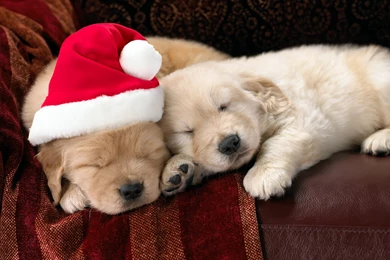Wallpapers Dog, New Year, Christmas, Puppy, Christmas Puppies ...