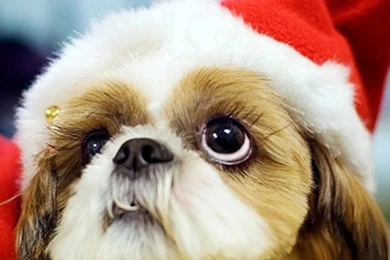 Mashababko: Wallpapers Dog Christmas