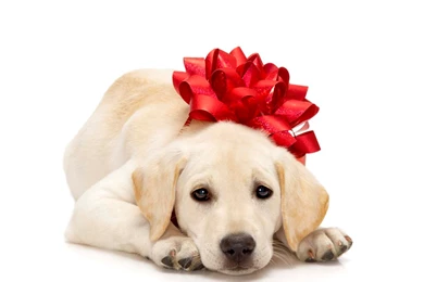 Mashababko: Wallpapers Dog Christmas