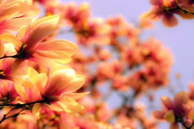 Magnolia Flower Wallpapers