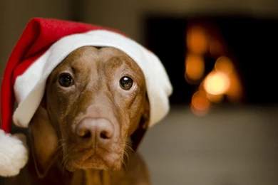 Download Wallpapers 1920x1080 Dog, Look, Cover Full HD 1080p HD ...