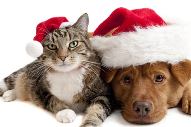 Download Wallpapers 3840x2160 Cat, Dog, Christmas Hat 4K Ultra HD ...
