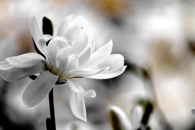 Download Wallpapers 2560x1440 Magnolia, Flower, Petals, White, Blur ...