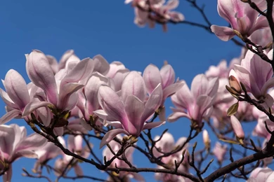 Magnolia Flower Wallpapers Best Collection Free Download