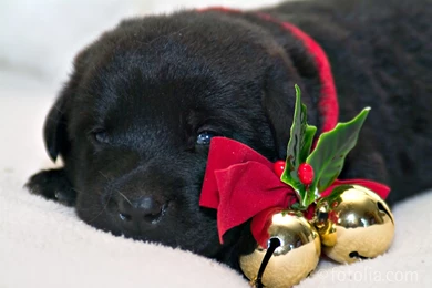 Christmas Puppy Adorable Decorations Black Dog Pet Dogs Full HD ...