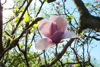 The Noble Magnolia Branches Bloom Photography Wallpapers 10 ...