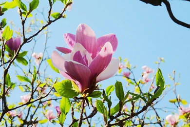 The Noble Magnolia Branches Bloom Photography Wallpapers 11 ...