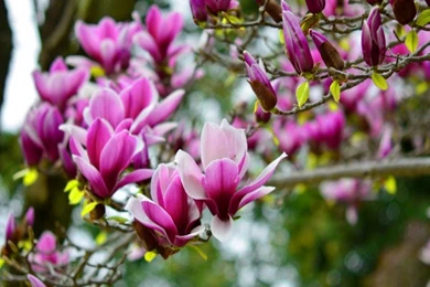 Magnolia Flower Wallpaper Images Of Flowers Images Flower Pictures ...