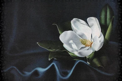 LA LUNA MAGNOLIA WALLPAPER   (