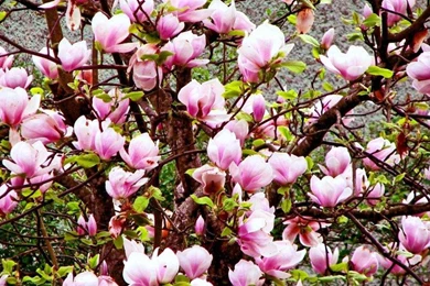 Magnolia Flowers For Songofjoy 497087 Wallpapers   (