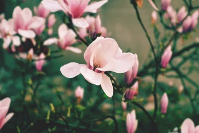 Magnolia Flowers HD Wallpapers 2015